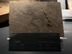 -中国地质博物馆