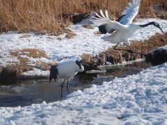 -钏路市丹顶鹤自然公园