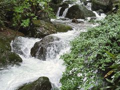 -天目山大树王景区