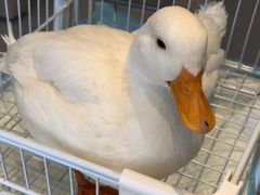 -怪兽屋·羊驼·猫咖·狗咖(俊华广场店)