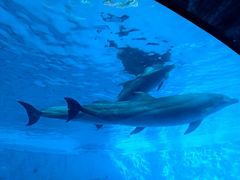 -海合安成都极地海洋公园