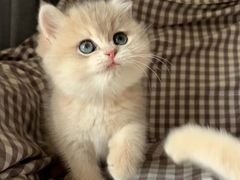 -欣宠猫屋·矮脚拿破仑·蓝金金渐层