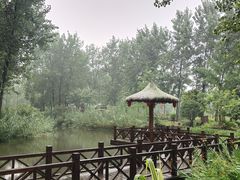 -合肥滨湖国家森林公园