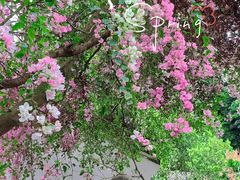 -深圳国际园林花卉博览园