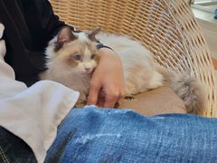 -藏猫猫咖啡主题馆(中央大道店)