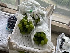 -马陆小张葡萄园农家乐