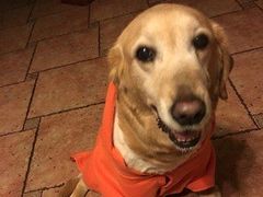 -爱侣宠医·鹦鹉专科·小型哺乳类·异宠专科(灵石路店)