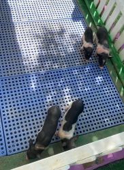 -萌宠亲子动物乐园(槐房万达店)