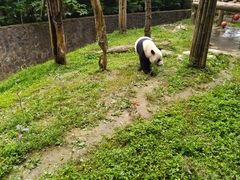 -都江堰中华大熊猫苑