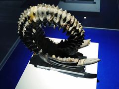 -贝壳王国博物馆