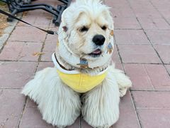 -小意思咖啡店(草桥店)