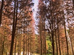 -广州市帽峰山景区