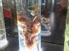 -广东中医药博物馆