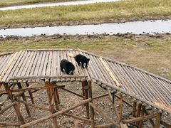 -黑瞎子岛探秘野熊园
