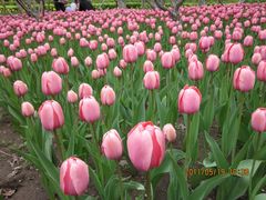 郁金香-长春公园(普阳街道)