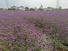 -紫颐香薰山谷景区