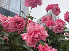 -天鹅湖体育公园