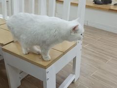 -李小姐の猫咖啡馆(五角场店)