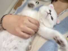 -欣宠猫屋·矮脚拿破仑·蓝金金渐层
