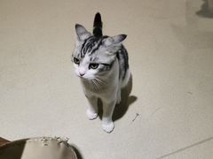 -藏猫猫咖啡主题馆(中央大道店)