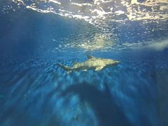 -北戴河圣蓝海洋公园