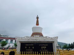 -塔尔寺菩提树