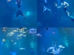 -福州罗源湾海洋世界旅游区