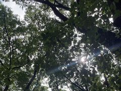 -上海共青森林公园