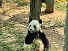 -西霞口神雕山野生动物世界