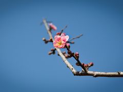 -马峦山郊野公园