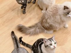 -有喵·猫咖·狗咖·30几只猫10只小狗(岗厦店)