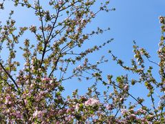 -石家庄市植物园