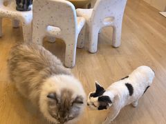 -有喵·猫咖·狗咖·30几只猫10只小狗(岗厦店)