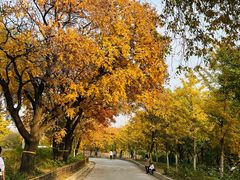 -北京西山国家森林公园