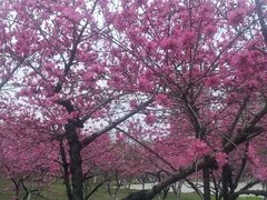 -白塘生态植物园