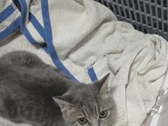 -宠福鑫动物医院(望京分院)