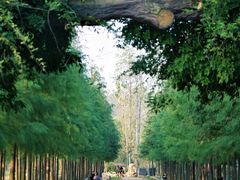 -合肥滨湖国家森林公园