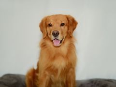 -瑞派名望24h动物医院异宠专科·猫专科·骨科·重症监护分院