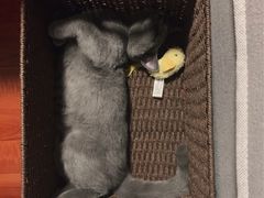 -猫大福·Fortune Cat猫舍(百子湾店)