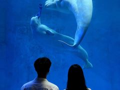 -海合安成都极地海洋公园