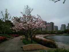 -新江湾城公园