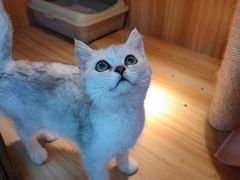 -宠爱有家宠物店(环镇北路店)