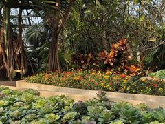 -南山植物园