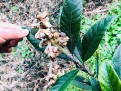 -塘栖枇杷特色园区