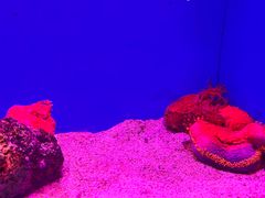 -上海海洋水族馆