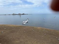 -青海湖国家重点风景名胜区