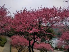 -重庆彩云湖湿地公园