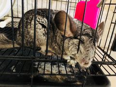 -平行世界·猫咖(首经贸店)