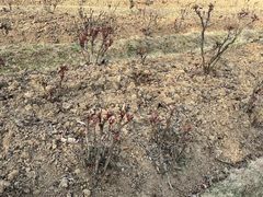 -合肥三国新城遗址公园