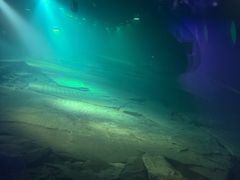 -白鹤梁水下博物馆